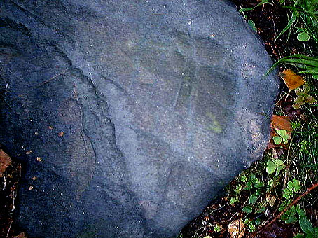 Sp&aring;r av muskulatur?