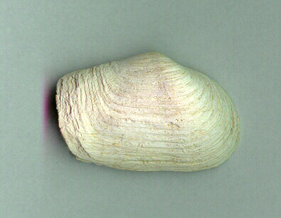 Havssn&auml;cka funnen p&aring; berg