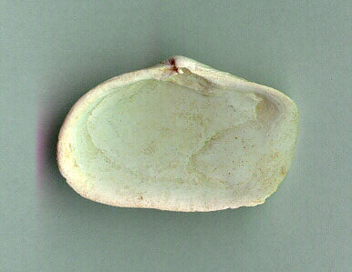 Insida av "bergssn&auml;cka"